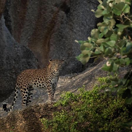Jawai Leopard Villa Bijapur  Buitenkant foto