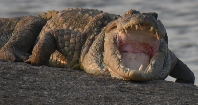 Jawai Leopard Villa Bijapur  Buitenkant foto