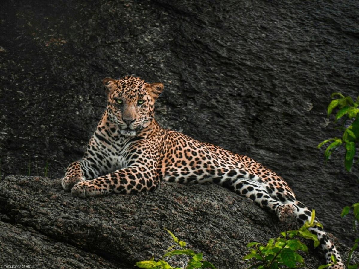 Jawai Leopard Villa Bijapur  Buitenkant foto