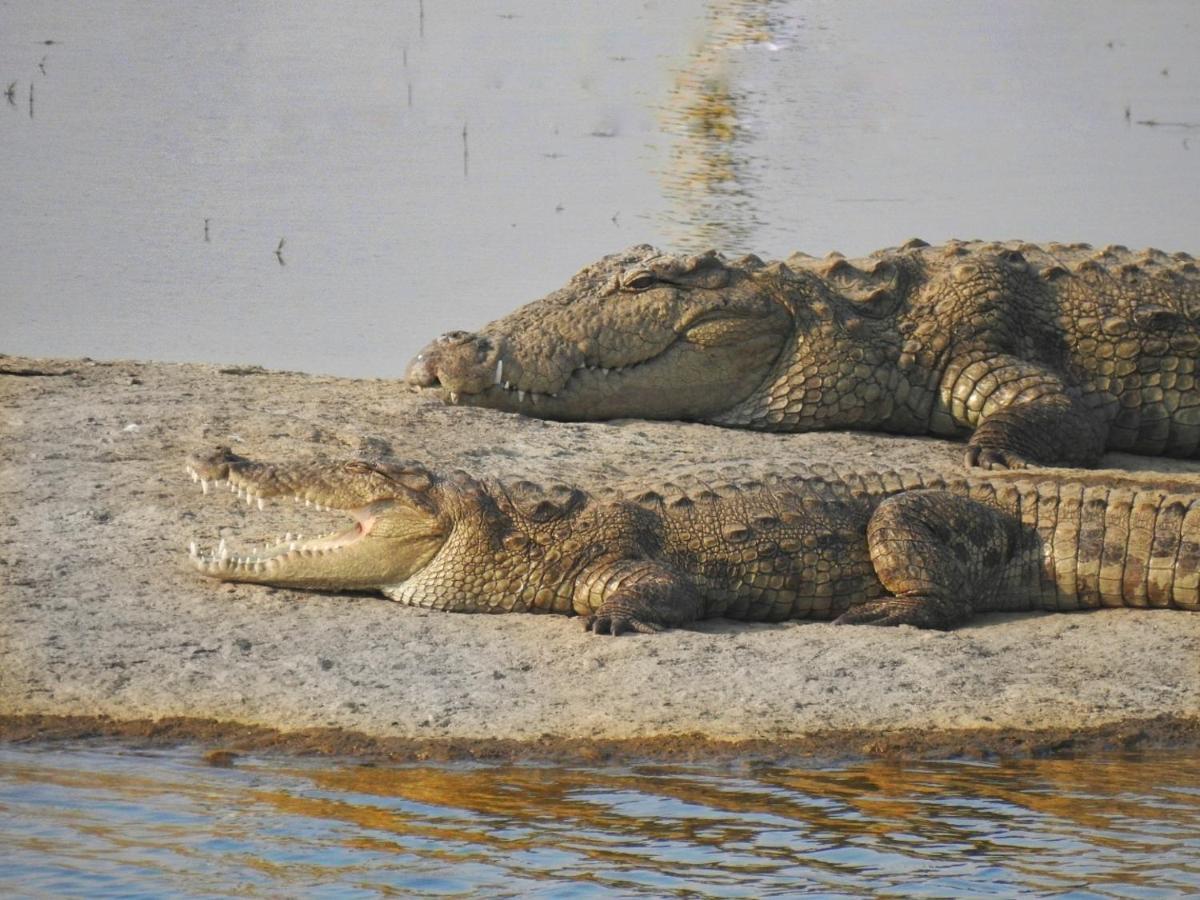 Jawai Leopard Villa Bijapur  Buitenkant foto