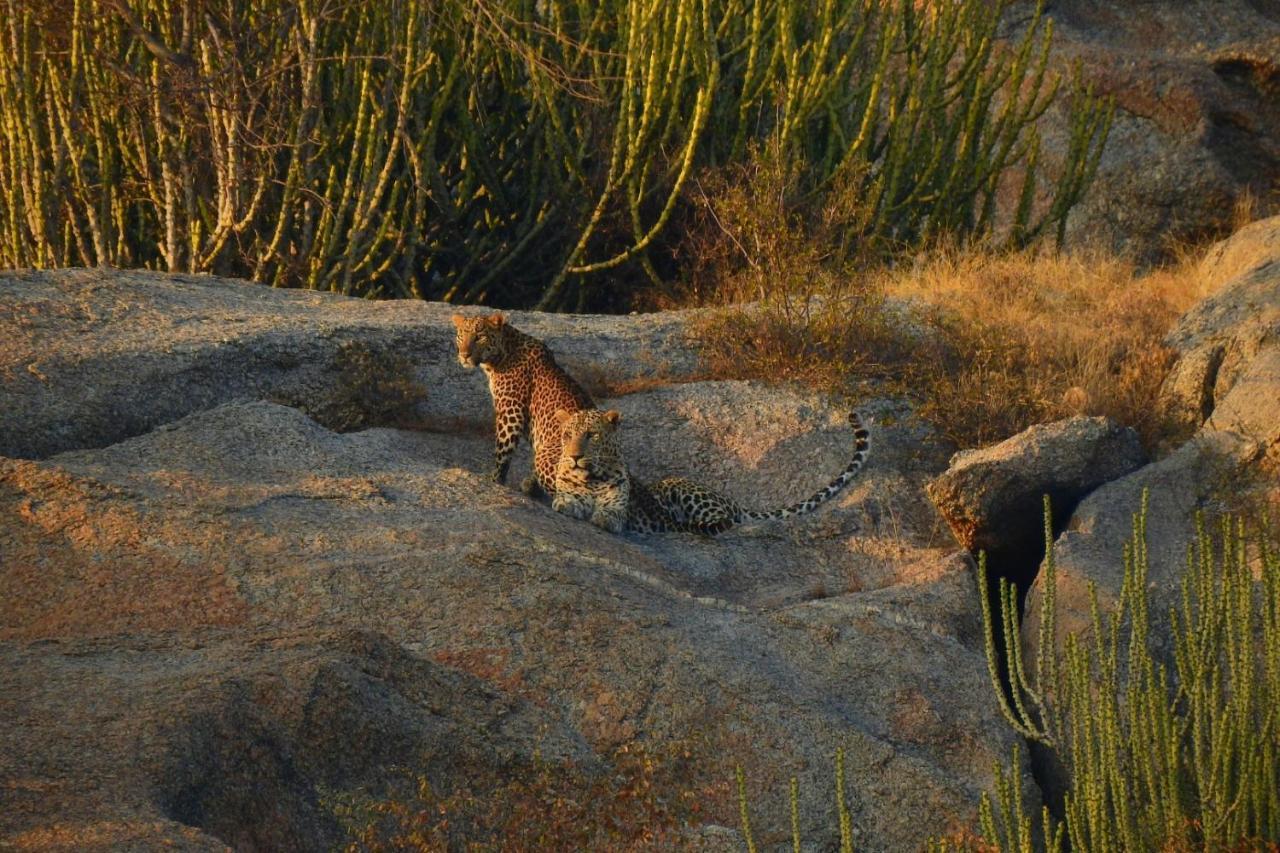 Jawai Leopard Villa Bijapur  Buitenkant foto