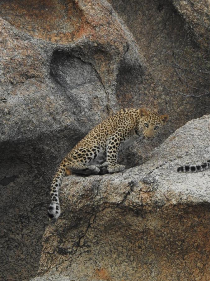 Jawai Leopard Villa Bijapur  Buitenkant foto