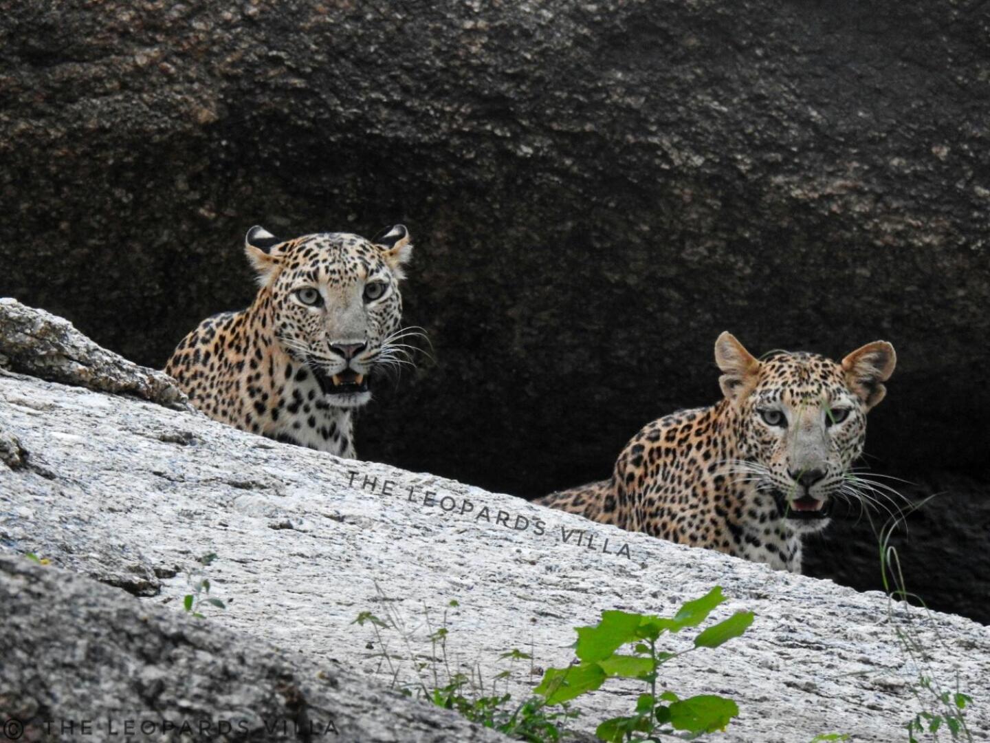 Jawai Leopard Villa Bijapur  Buitenkant foto