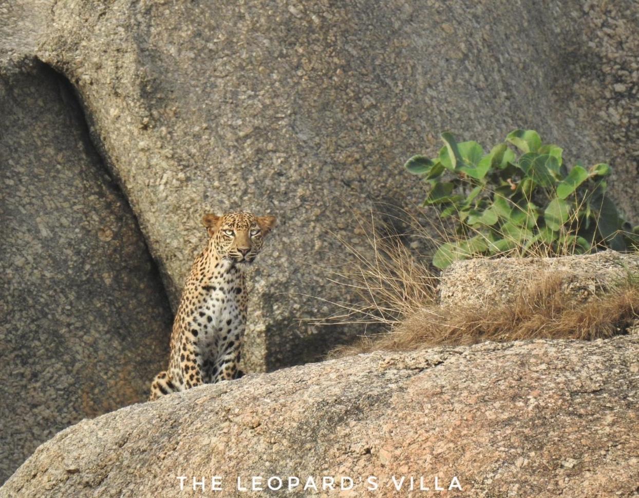Jawai Leopard Villa Bijapur  Buitenkant foto