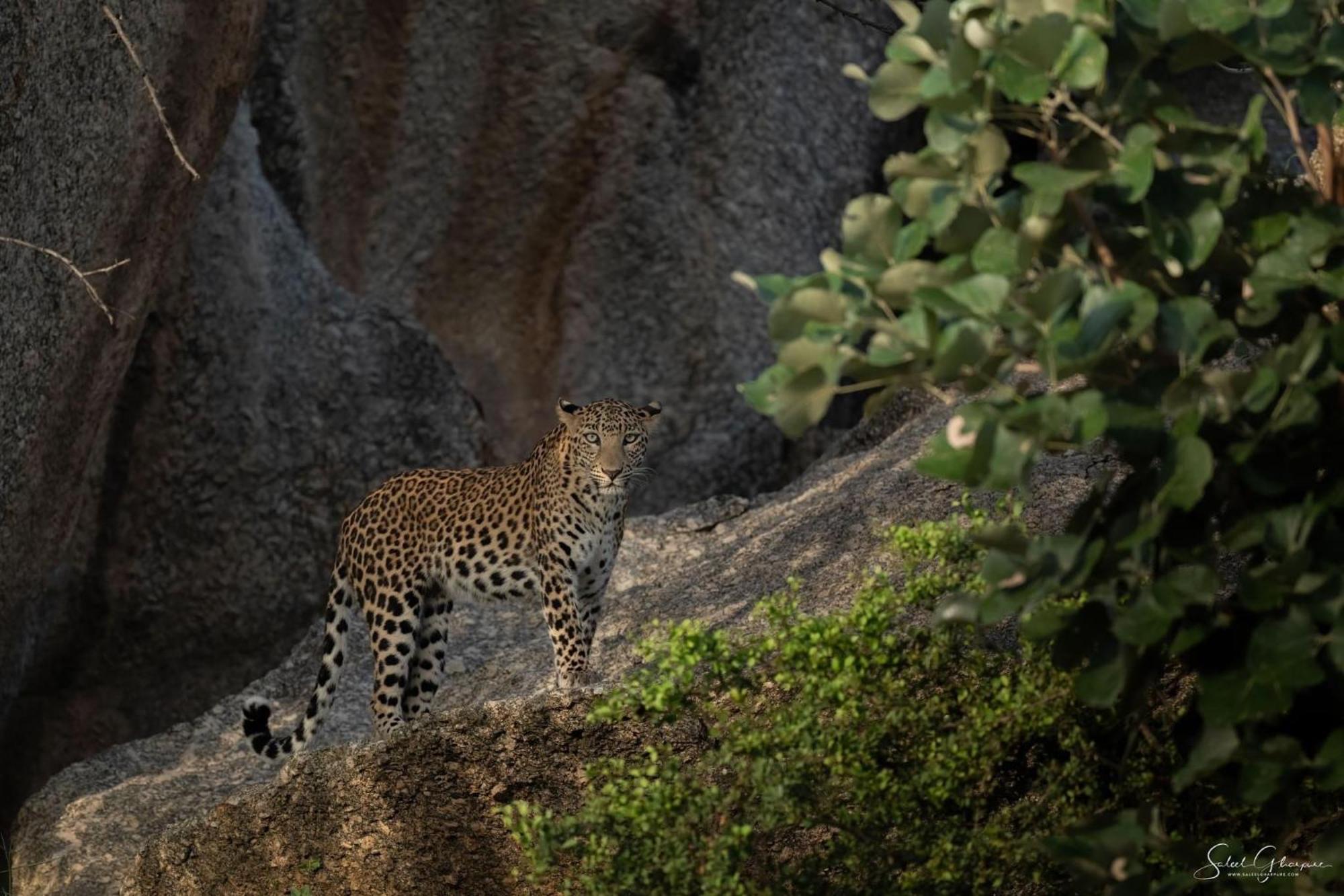 Jawai Leopard Villa Bijapur  Buitenkant foto