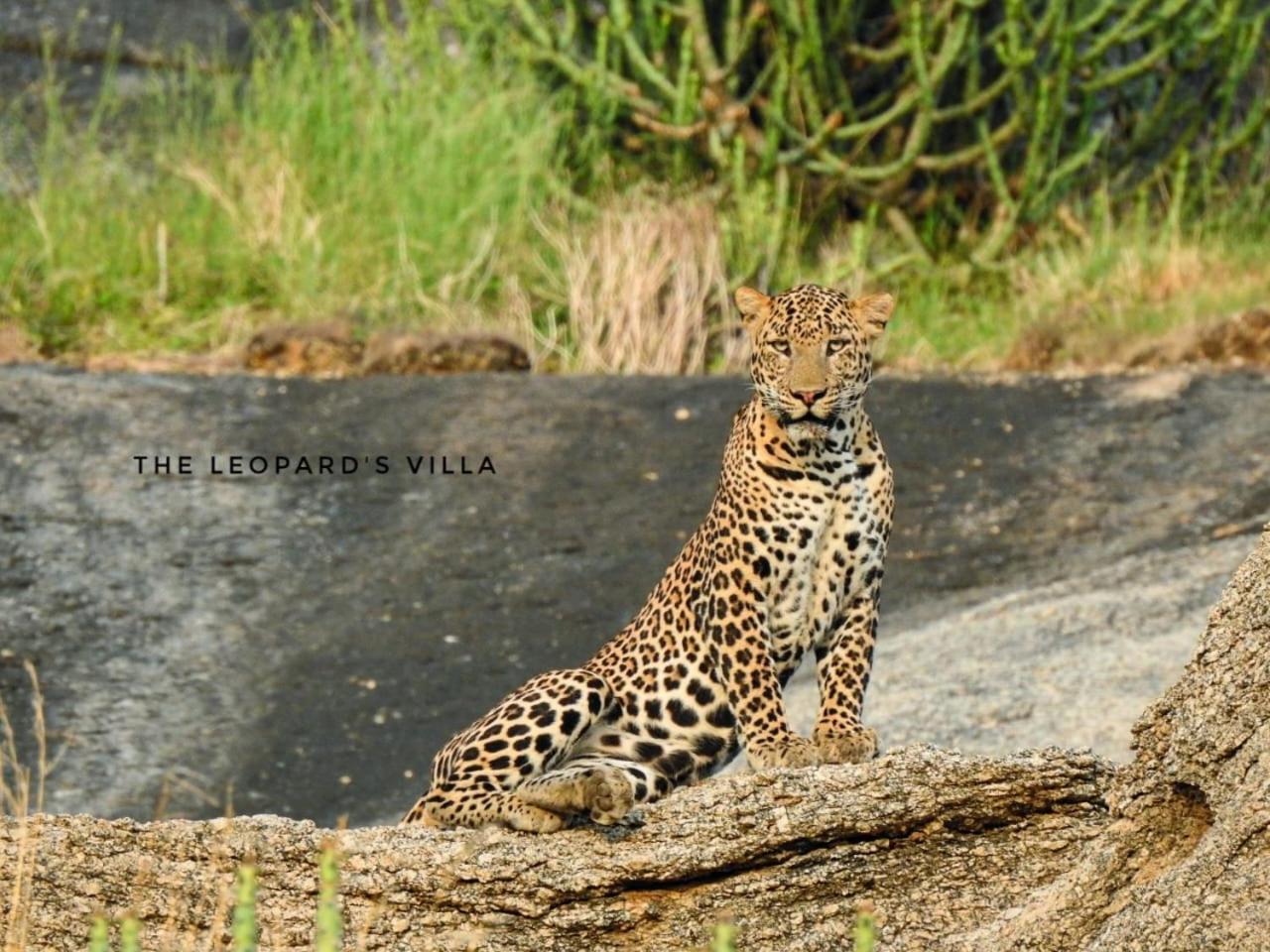 Jawai Leopard Villa Bijapur  Buitenkant foto