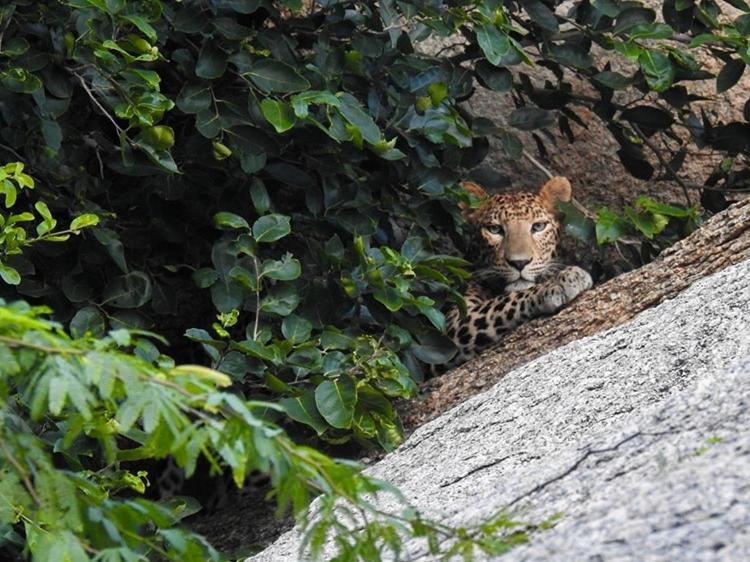 Jawai Leopard Villa Bijapur  Buitenkant foto