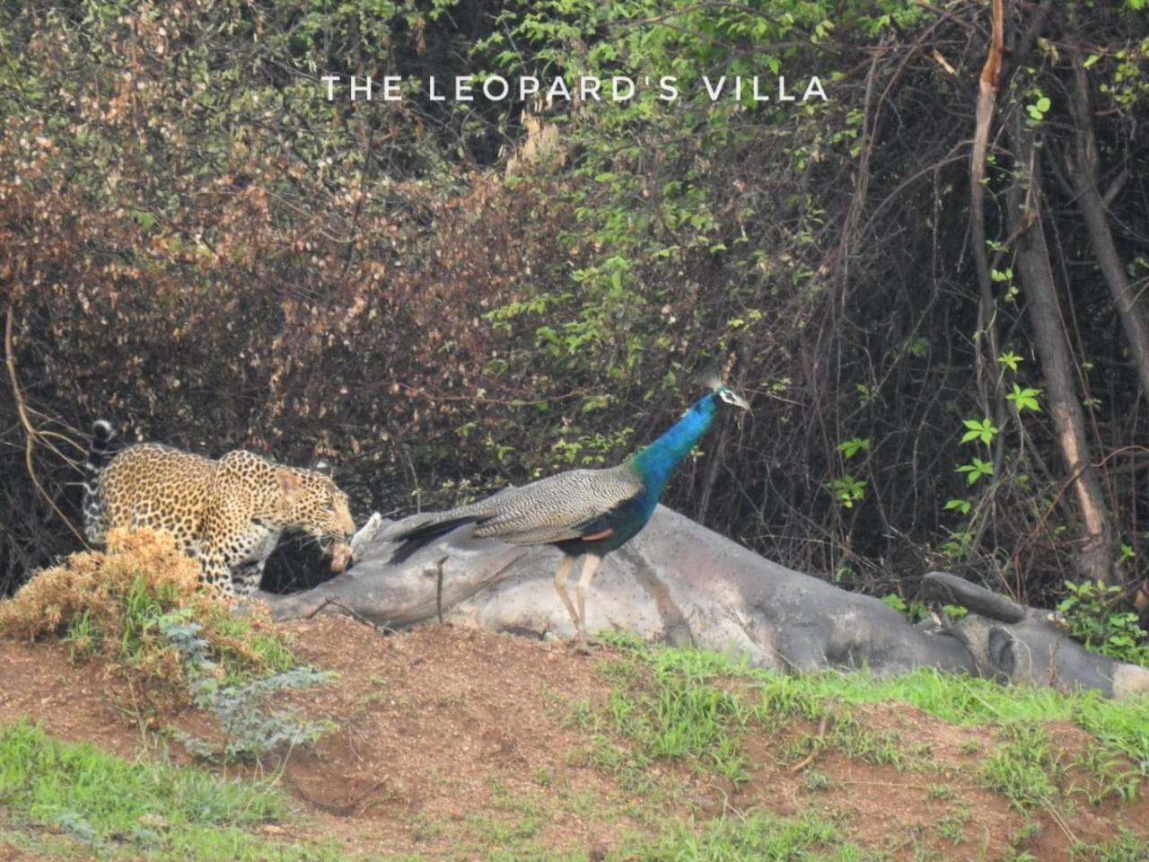 Jawai Leopard Villa Bijapur  Buitenkant foto
