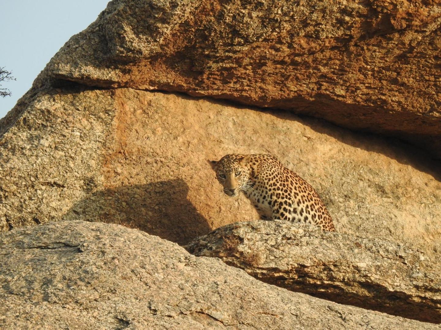 Jawai Leopard Villa Bijapur  Buitenkant foto